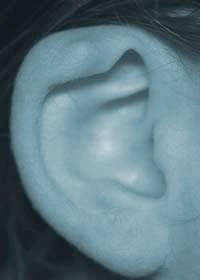 Lop ear 